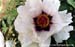 Rockii Peony: TIAN SHI